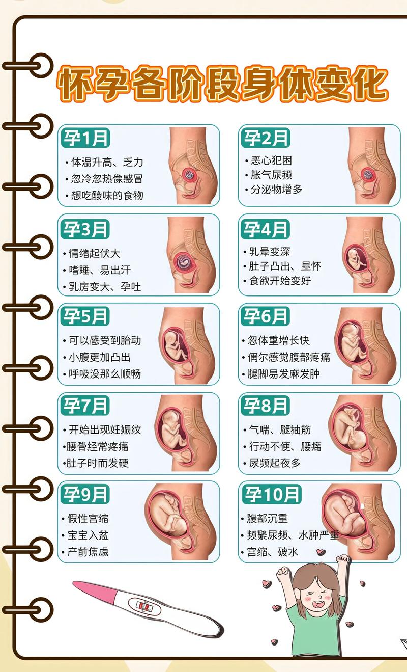 揭秘供卵代孕妈妈怀孕小腹分两节，孕期变化的奥秘嘉峪关代生机构: